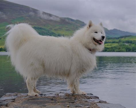 White Magic Samoyed Prices: How to Spot a Reasonably-Priced Puppy